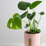 Monstera Deliciosa Plant Live Indoor Houseplant 4-8 Inch No Pot