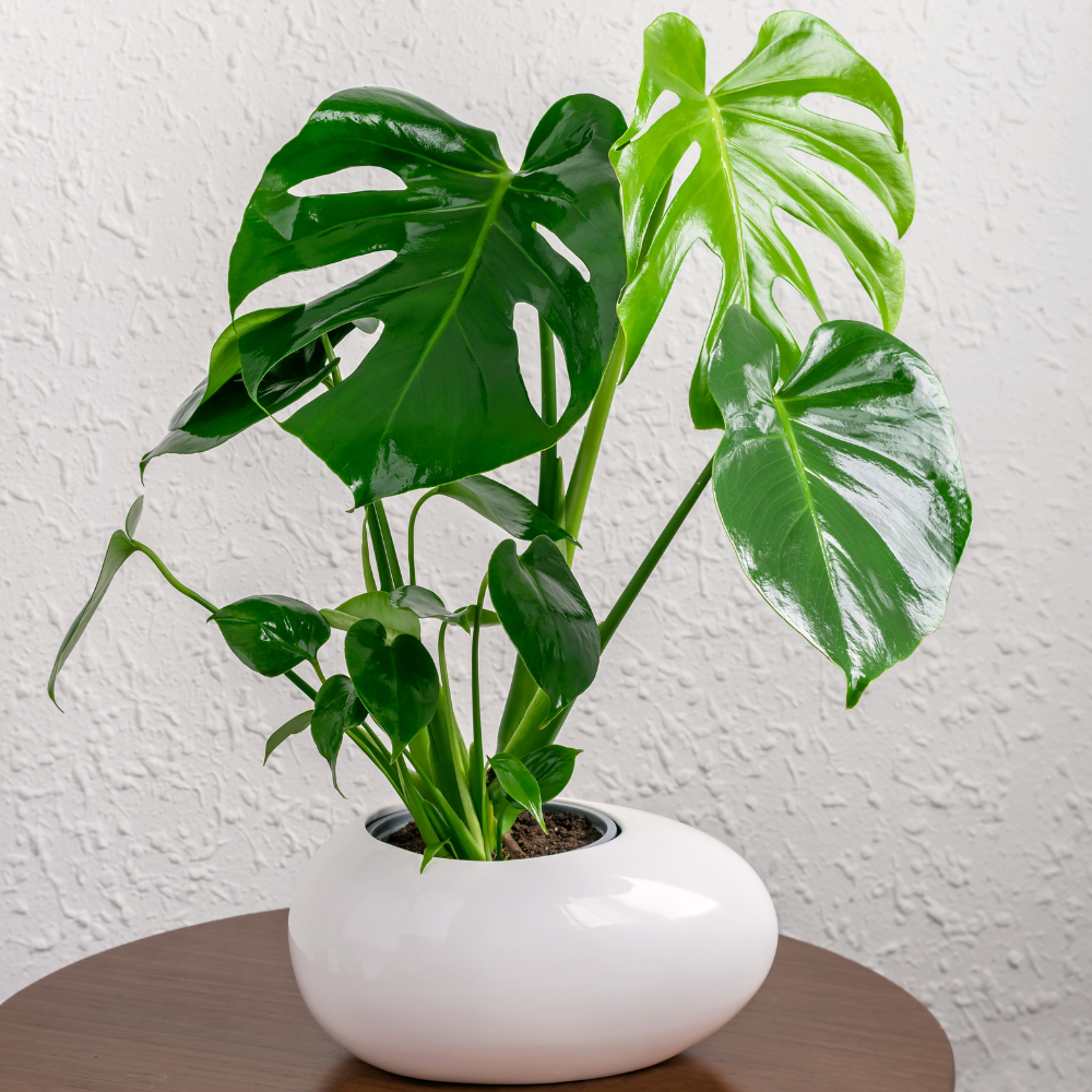 2 Monstera Deliciosa Live Plants - Split Leaf Philodendron, 4-7 Inches, Indoor Houseplant