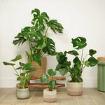2 Monstera Deliciosa Live Plants - Split Leaf Philodendron, 4-7 Inches, Indoor Houseplant