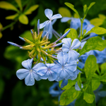 Blue Plumbago Plants Live Set - 4 Inch Flower Shrubs - Outdoor Planting