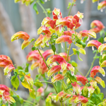 Shrimp Plant Live - 4-7 Inches - Ideal for Indoor Decor