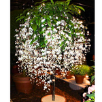 Clerodendrum Wallichii Smithianum Live Plant – 5-9 Inch Tall – Fast-Growing Clerodendrum Vine