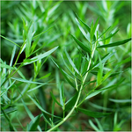 Tarragon Herb Plant - 4 Live Plants, 4-7 Inch Tall, Indoor/Outdoor