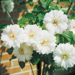 Flowering Clematis Live Plant - 2.5" Pot - Climbing Vine for Garden Trellis