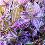 Wandering Jew Plant 4-Pack Live Tricolor Indoor Houseplant 2-4 Inches