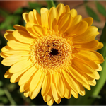 Pack 2 Gerbera Daisy Plants Live - Yellow Daisies Flowers 4-6 Inch Outdoor Garden