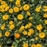 Pack 2 Gerbera Daisy Plants Live - Yellow Daisies Flowers 4-6 Inch Outdoor Garden
